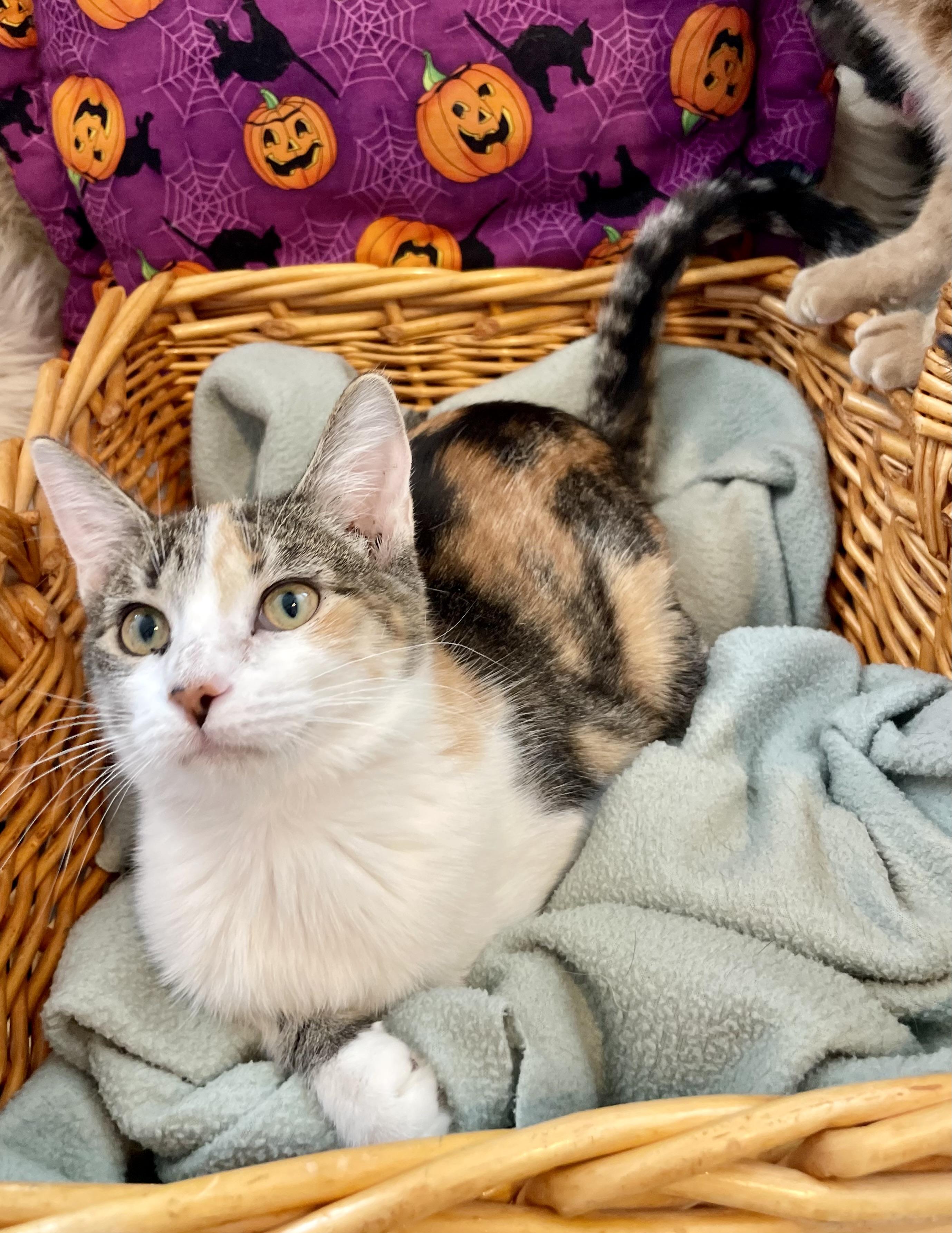 Enlarge Joslin, a Adoptable mixed breed in Lacon, IL image 4/4