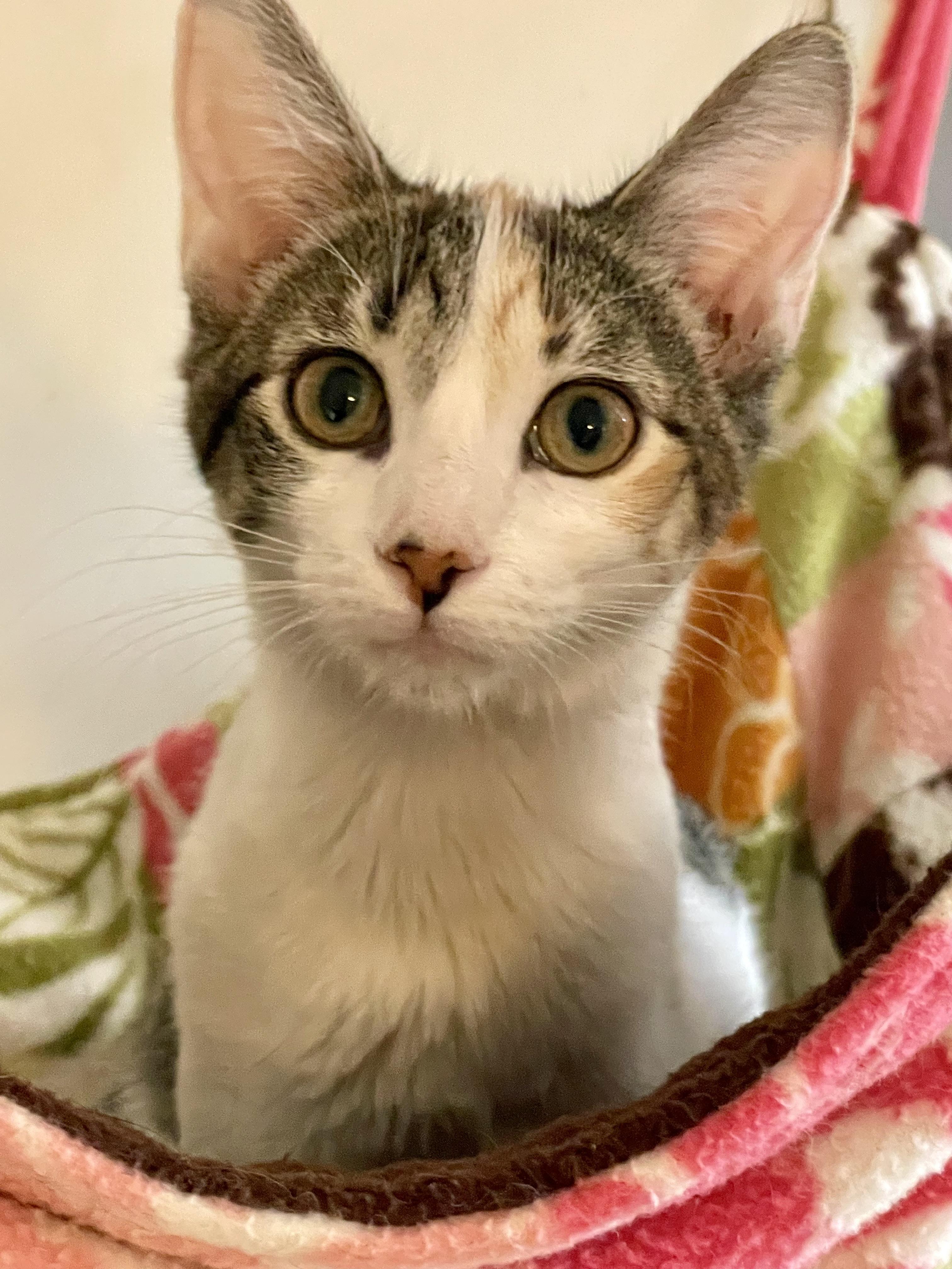 Enlarge Joslin, a Adoptable mixed breed in Lacon, IL image 2/4