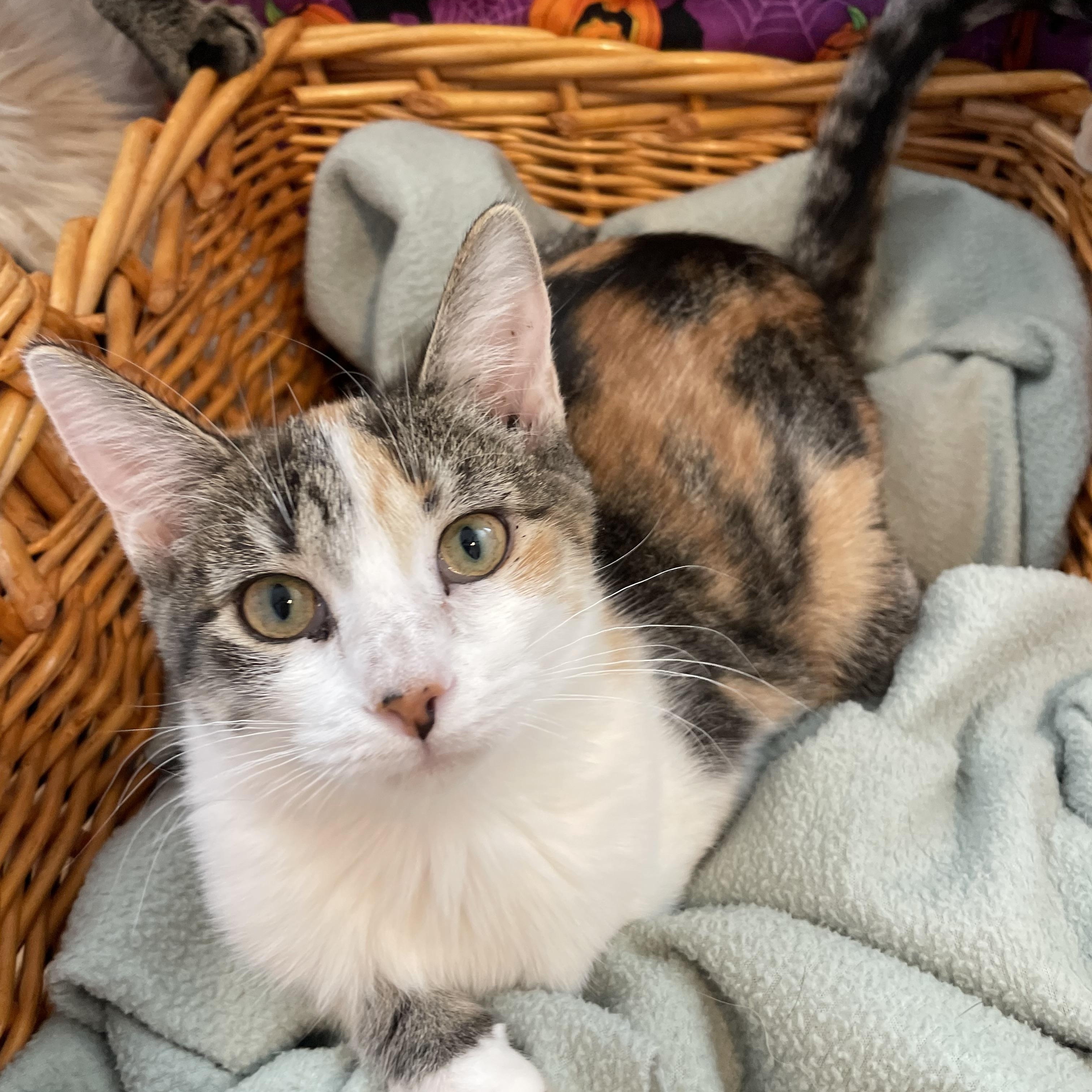 Joslin, Adoptable, Kitten Female Calico.