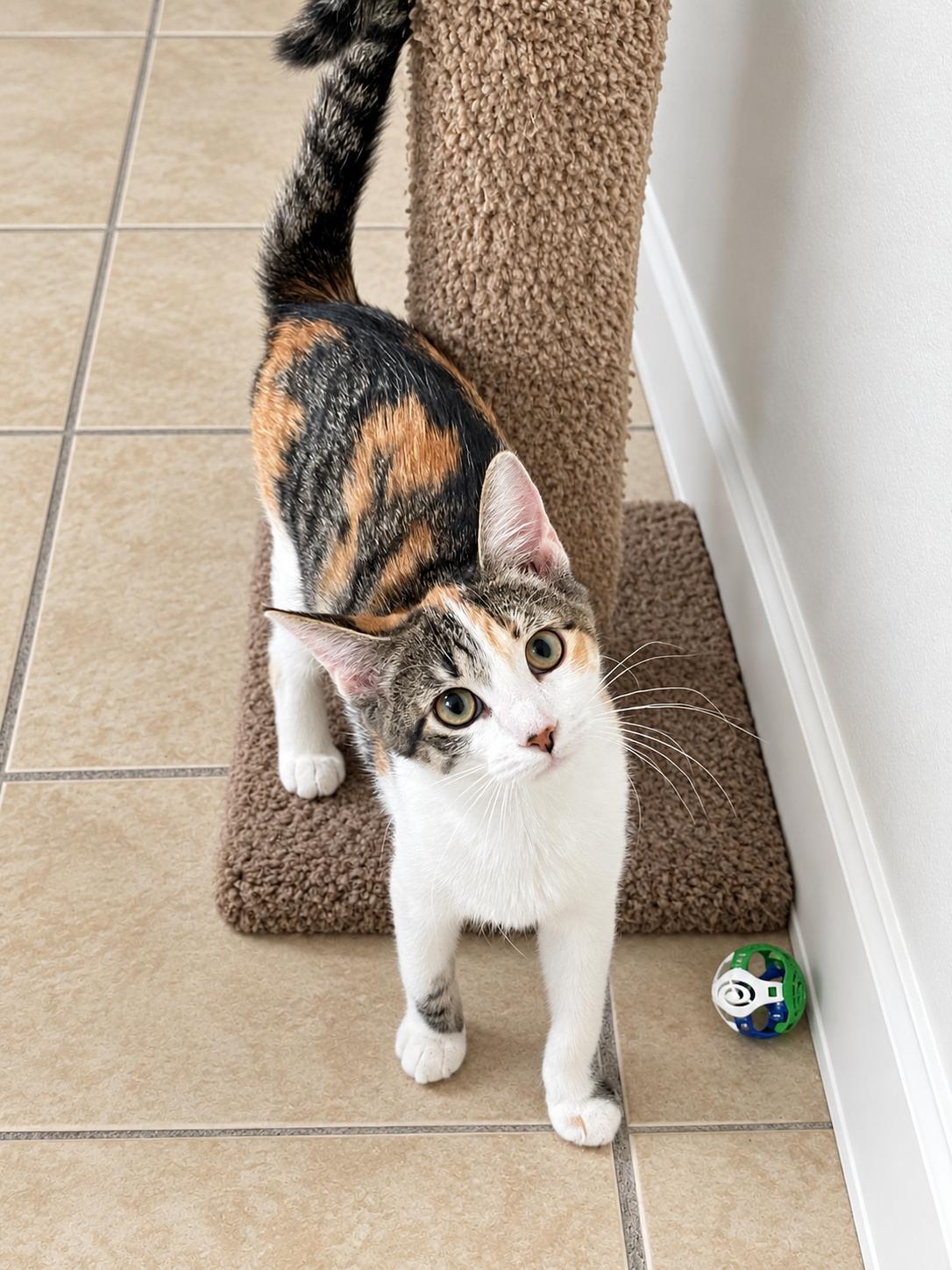 Enlarge Joslin, a Adoptable mixed breed in Lacon, IL image 3/4