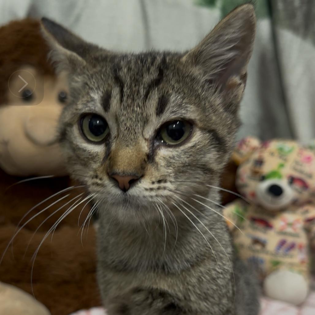 Enlarge Pike, a Adoptable American Shorthair in Monroeville, AL image 1/6