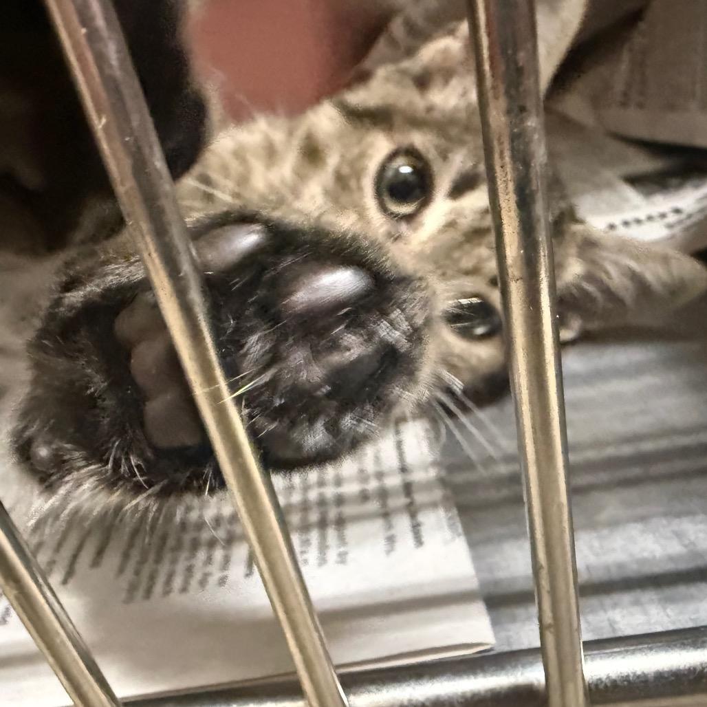 Enlarge Pike, a Adoptable American Shorthair in Monroeville, AL image 2/6