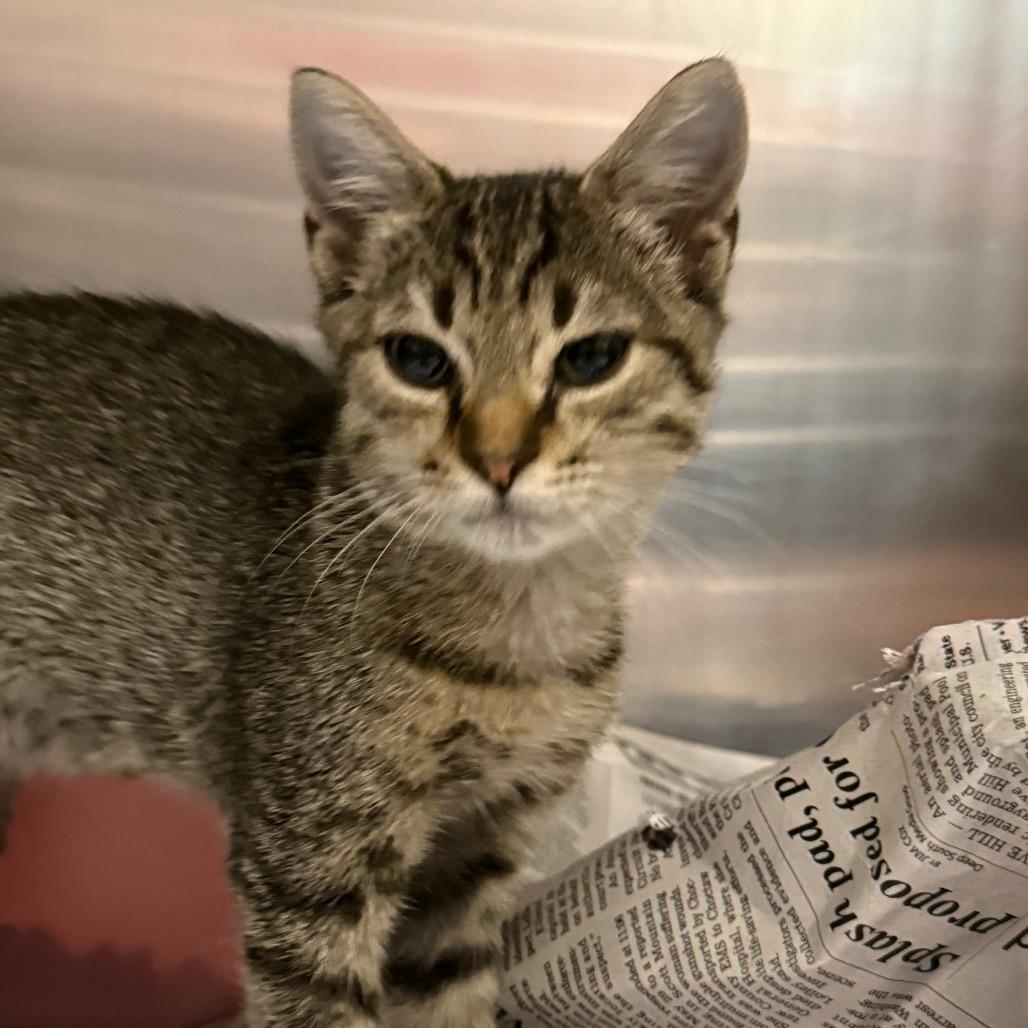 Enlarge Pike, a Adoptable American Shorthair in Monroeville, AL image 3/6