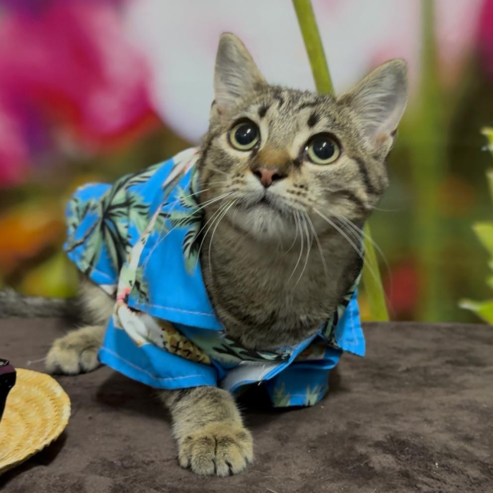Enlarge Pike, a Adoptable American Shorthair in Monroeville, AL image 4/6