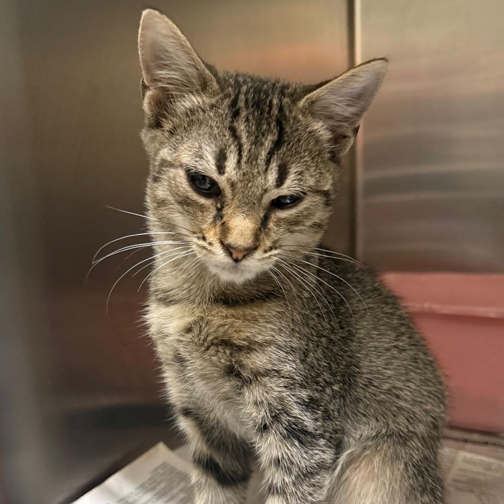 Enlarge Pike, a Adoptable American Shorthair in Monroeville, AL image 5/6