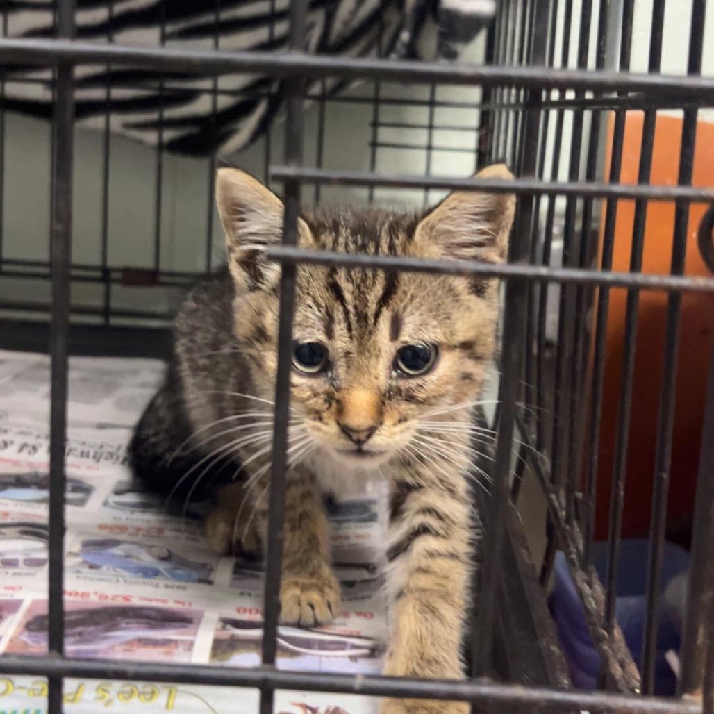 Enlarge Pike, a Adoptable American Shorthair in Monroeville, AL image 6/6