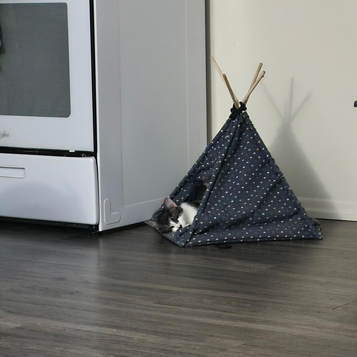 Lettie, a Adoptable mixed breed in Rochester Hills, MI image 4/5