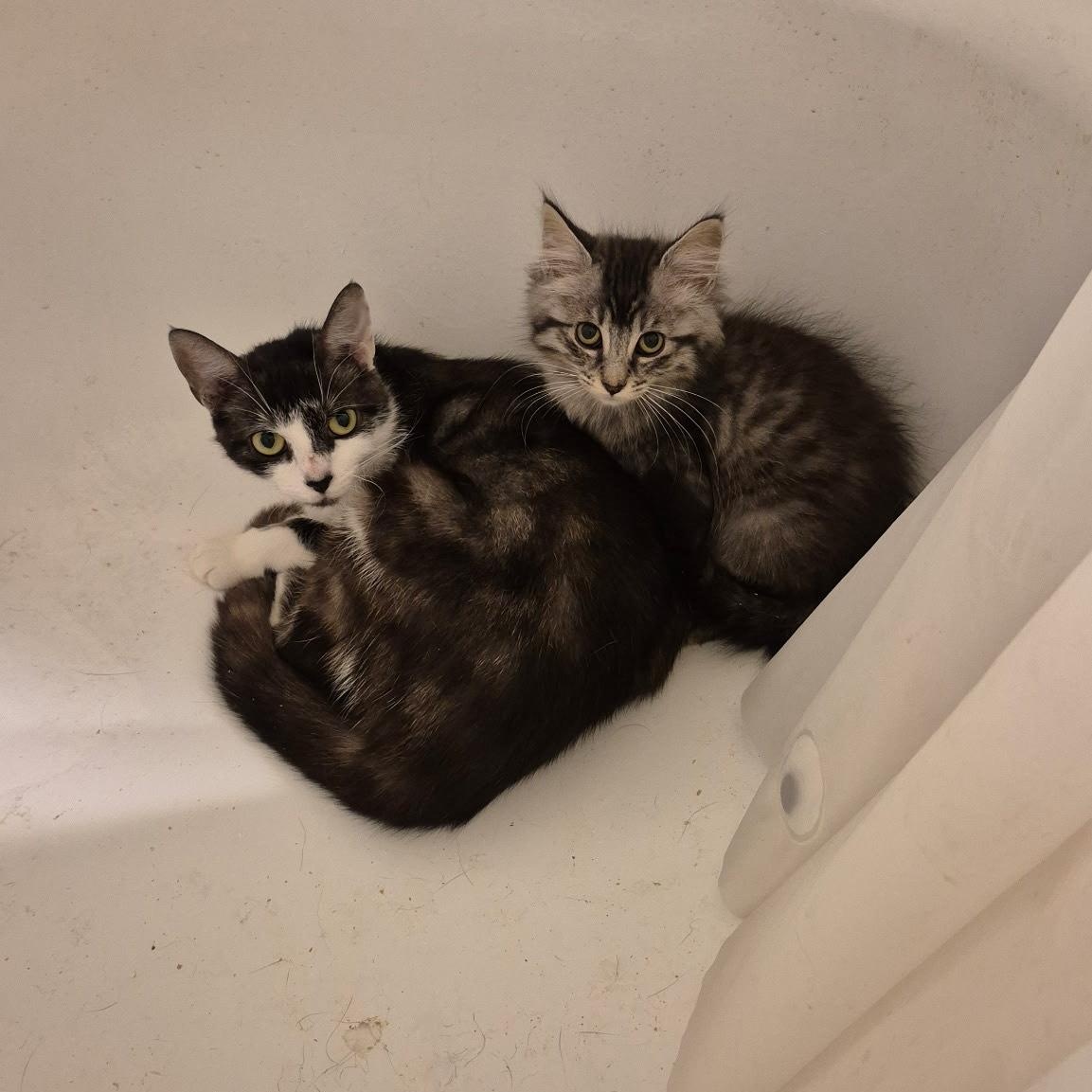 Lettie, a Adoptable mixed breed in Rochester Hills, MI image 5/5