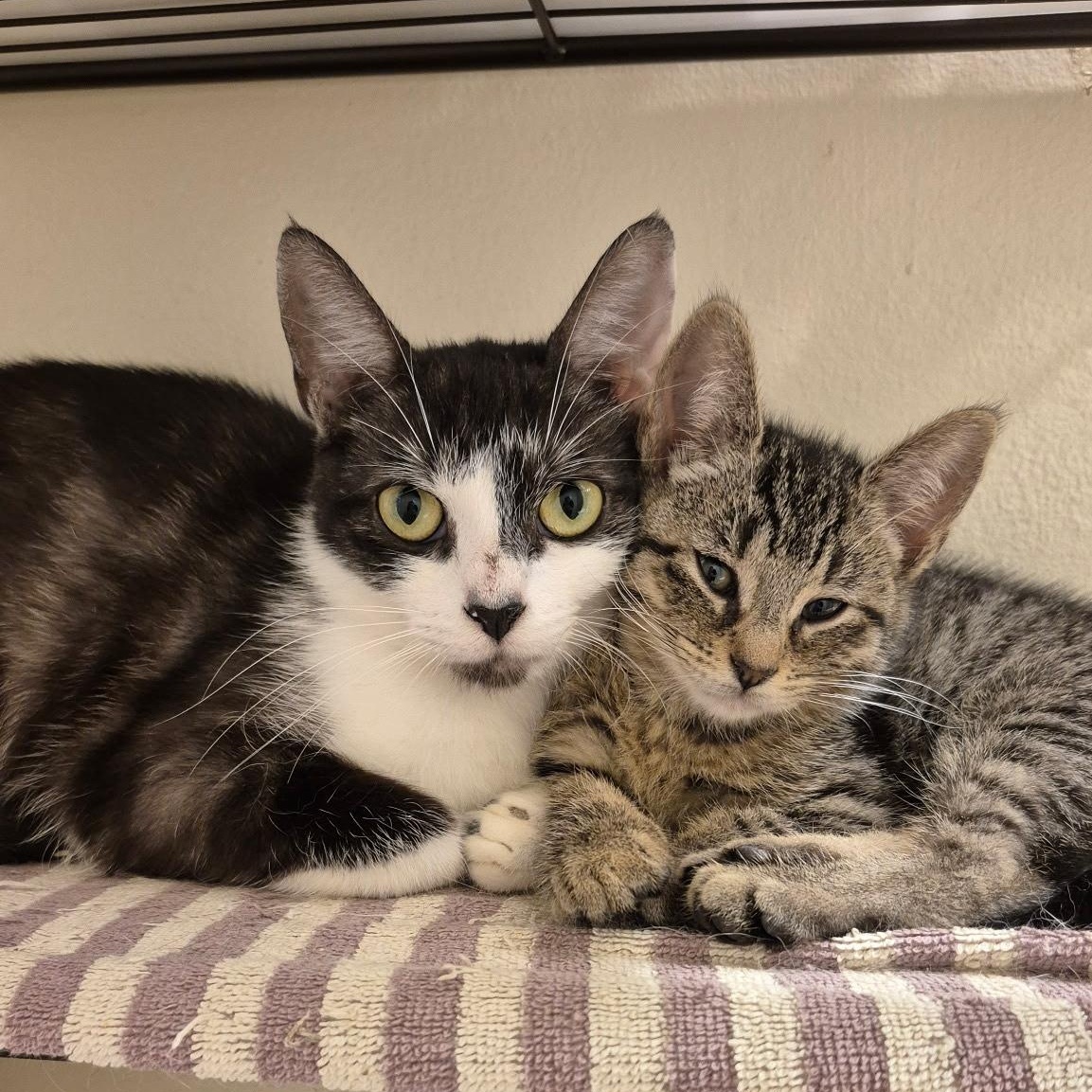 Lettie, a Adoptable mixed breed in Rochester Hills, MI image 3/5