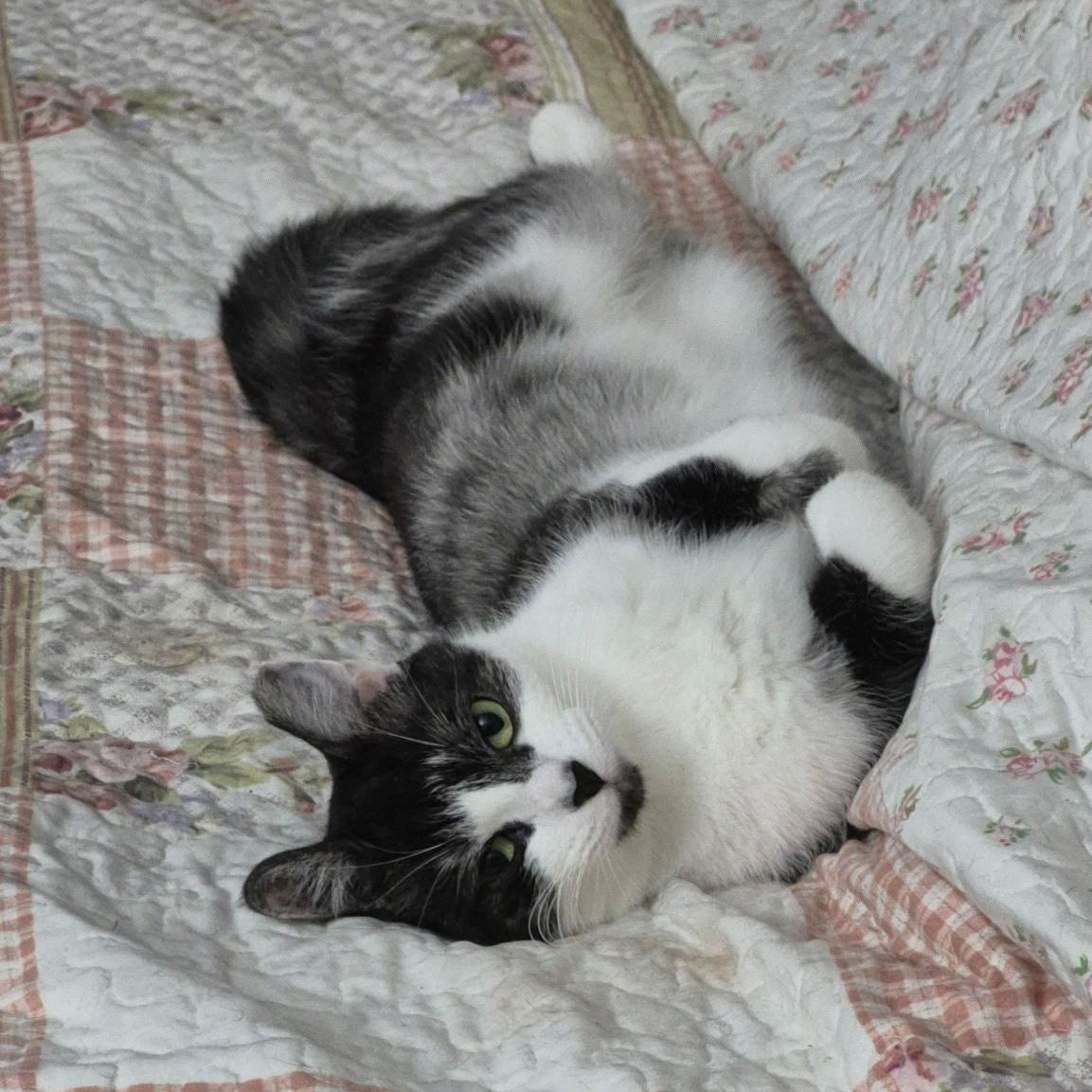 Lettie, a Adoptable mixed breed in Rochester Hills, MI image 2/5