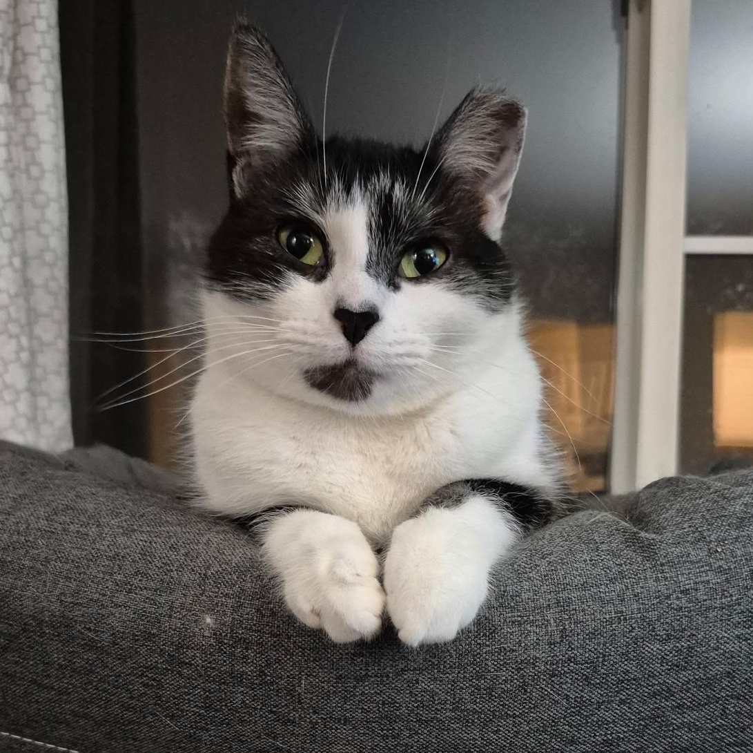 Enlarge Lettie, a Adoptable mixed breed in Rochester Hills, MI image 1/6