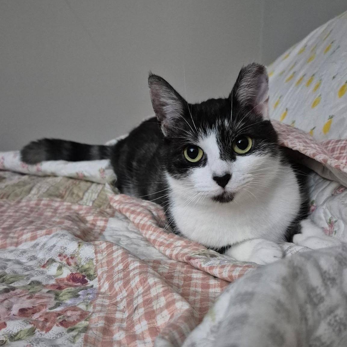 Lettie, a Adoptable mixed breed in Rochester Hills, MI image 1/5