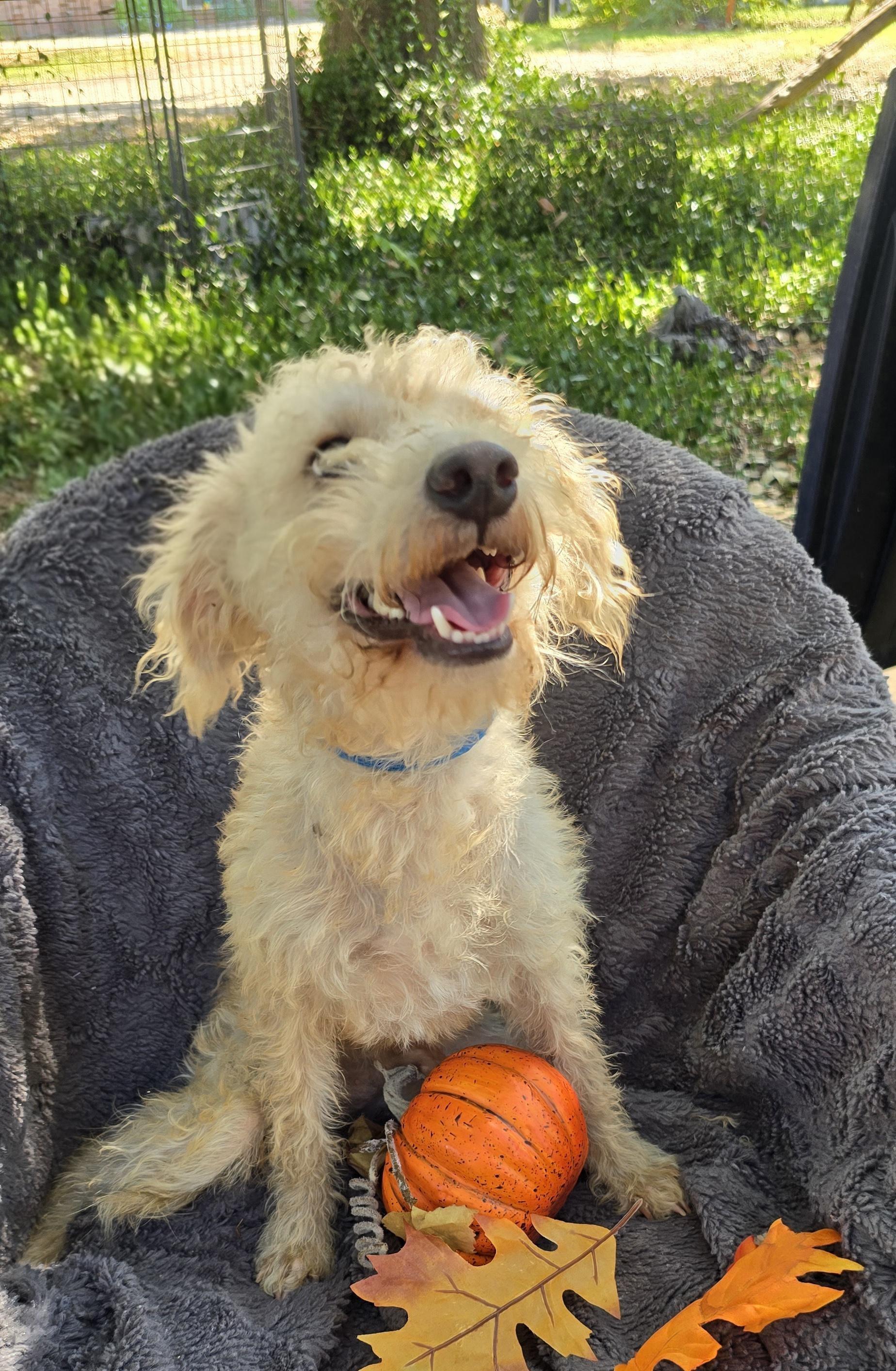 Enlarge Hazino BL14076-T  LOCAL Adoption Event in Bellingham 4/25, a Adoptable mixed breed in Bellingham, WA image 2/6
