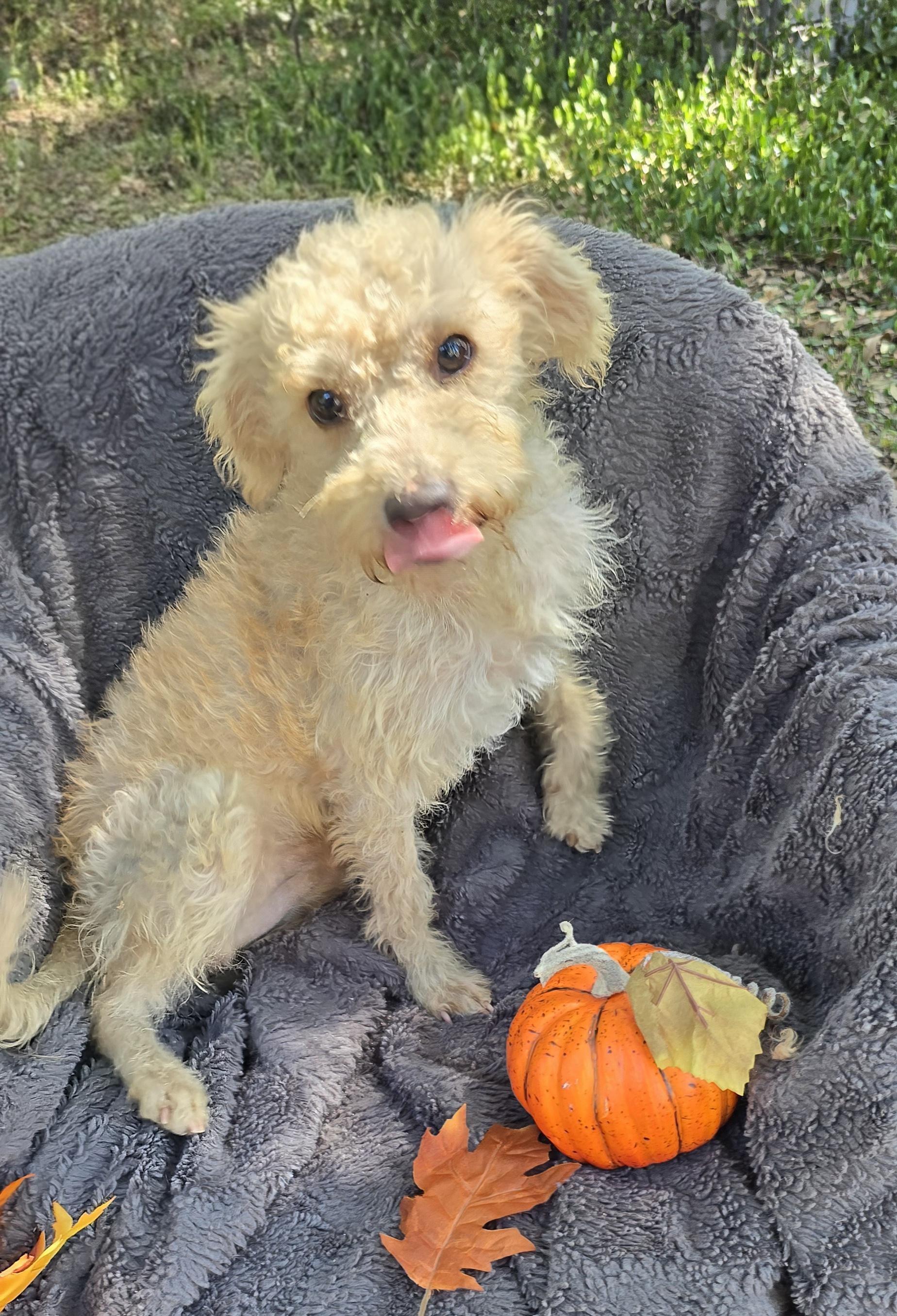 Enlarge Hazino BL14076-T  LOCAL Adoption Event in Bellingham 4/25, a Adoptable mixed breed in Bellingham, WA image 3/6