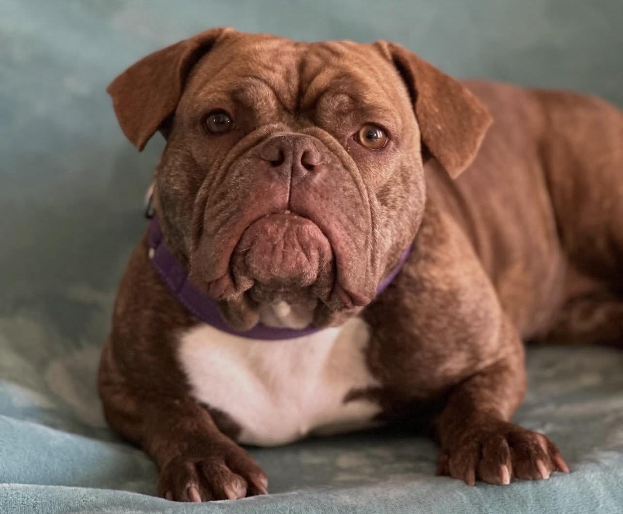 Enlarge Toad, an adopted mixed breed in Richmond, VA image 1/6