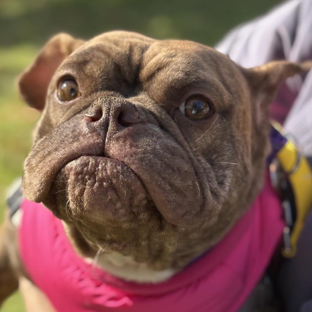 Enlarge Toad, an adopted mixed breed in Richmond, VA image 2/6