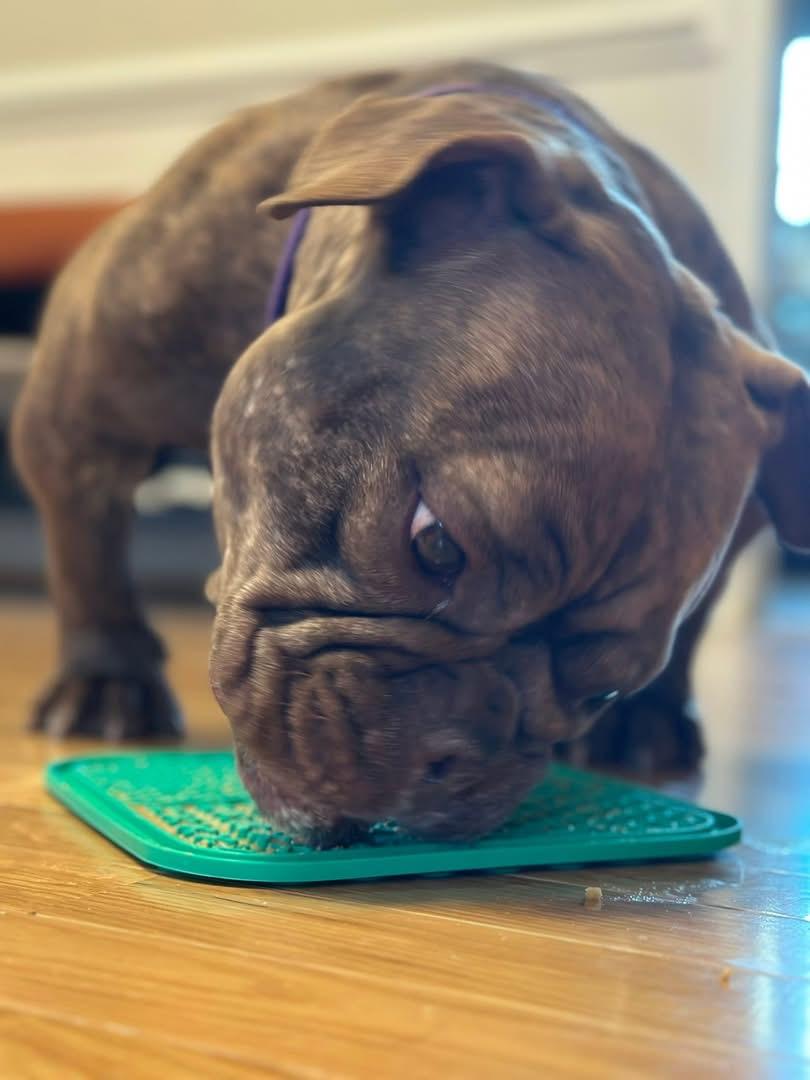 Enlarge Toad, an adopted mixed breed in Richmond, VA image 5/6