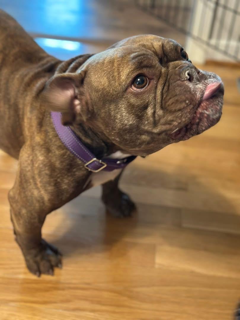 Enlarge Toad, an adopted mixed breed in Richmond, VA image 6/6