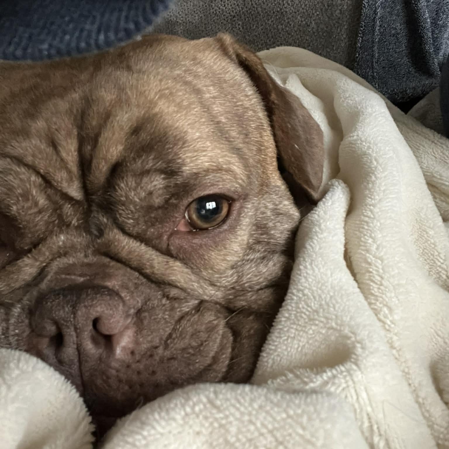 Enlarge Toad, an adopted mixed breed in Richmond, VA image 4/6