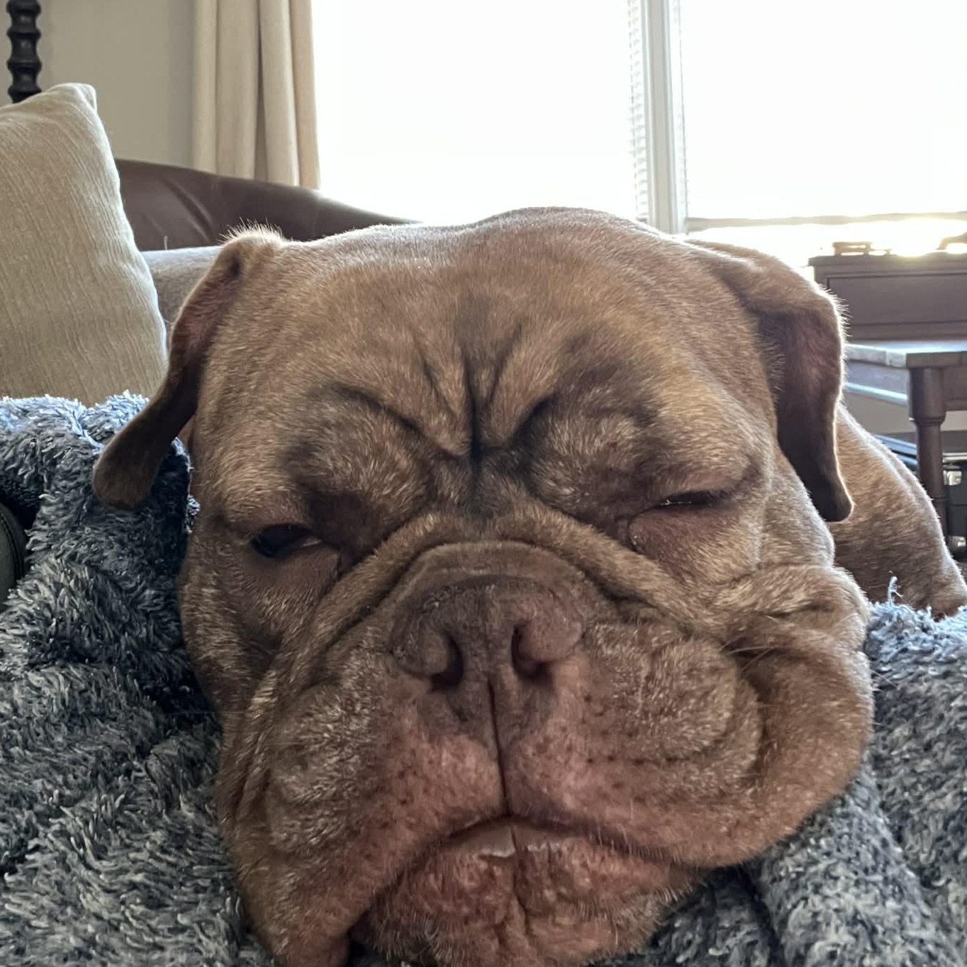 Enlarge Toad, an adopted mixed breed in Richmond, VA image 3/6