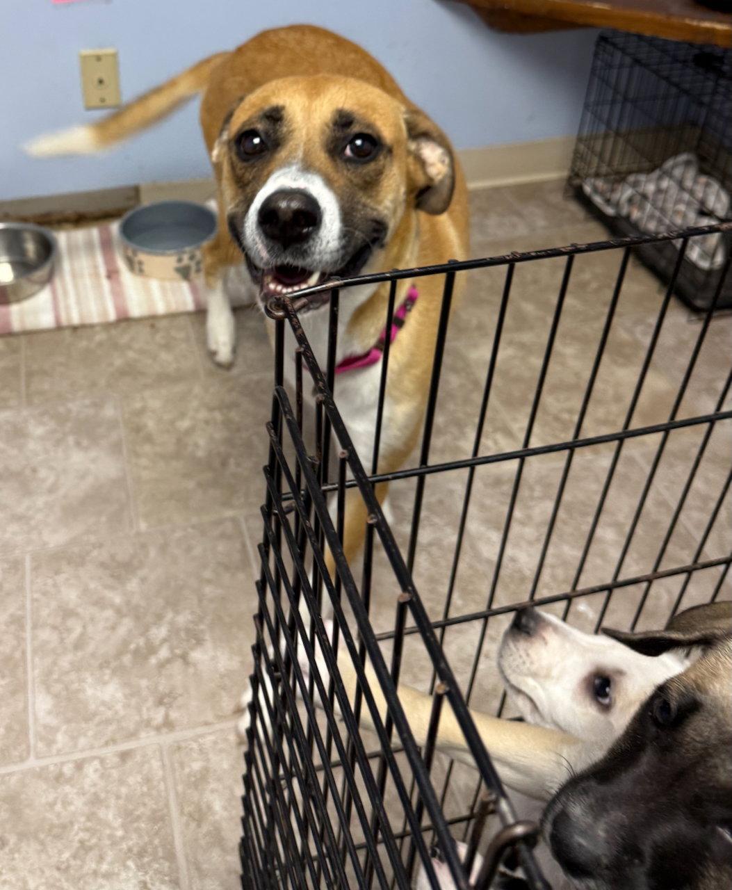Enlarge Hazel, a Adoptable mixed breed in GILBERTS, IL image 1/3