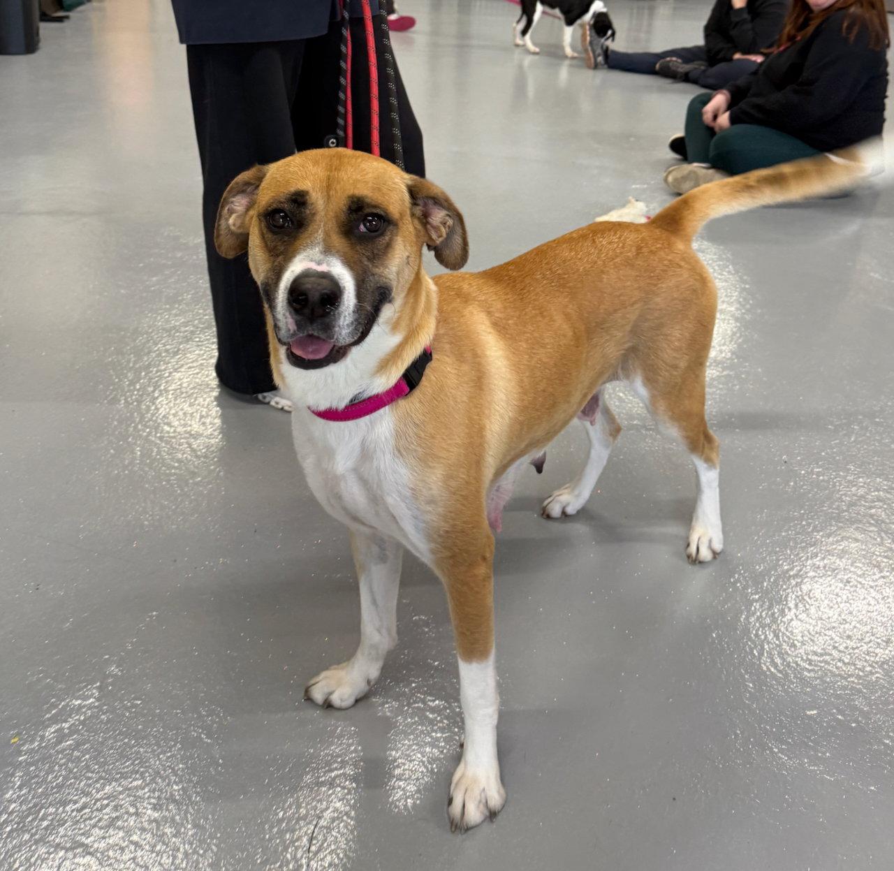 Enlarge Hazel, a Adoptable mixed breed in GILBERTS, IL image 2/3