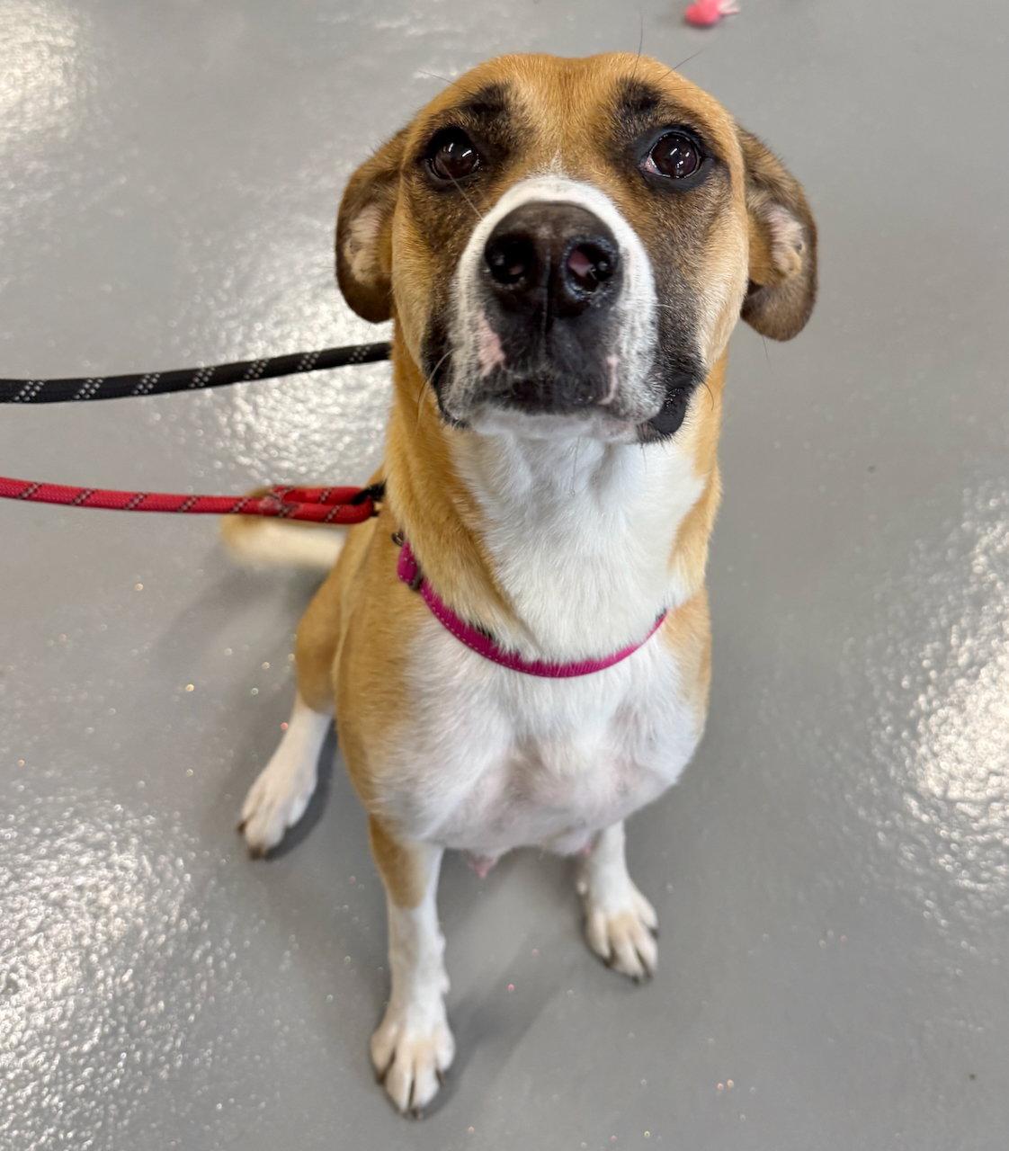 Enlarge Hazel, a Adoptable mixed breed in GILBERTS, IL image 3/3