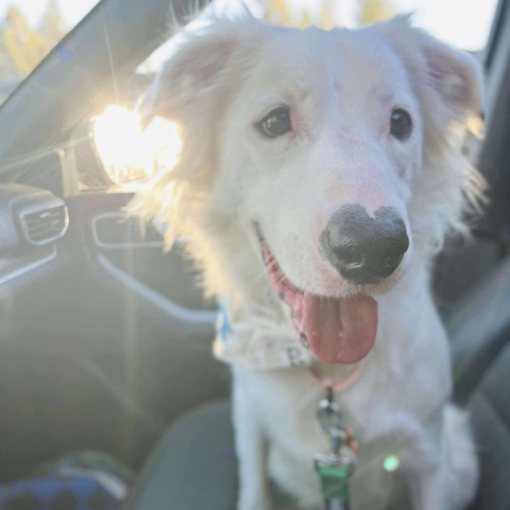 Nieves aka Nelly, Adoptable, Young Female Border Collie & Mixed Breed.