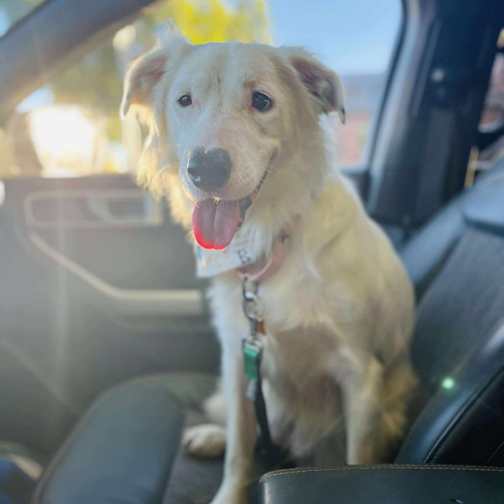 Nieves aka Nelly, a Adoptable mixed breed in Bend, OR image 2/6