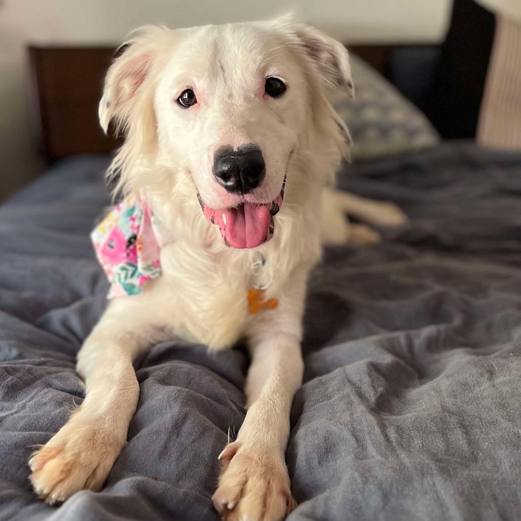 Nieves aka Nelly, a Adoptable mixed breed in Bend, OR image 3/6