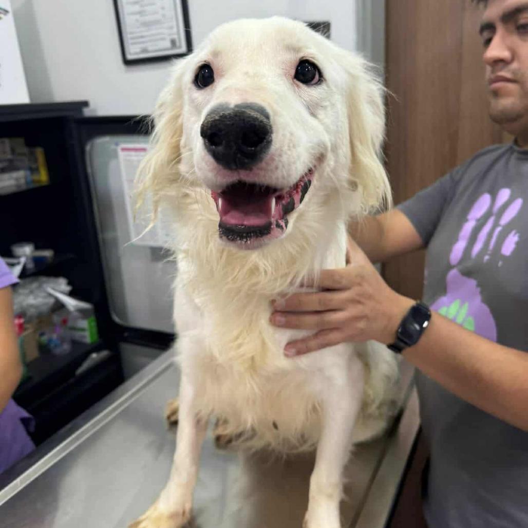 Nieves aka Nelly, a Adoptable mixed breed in Bend, OR image 4/6