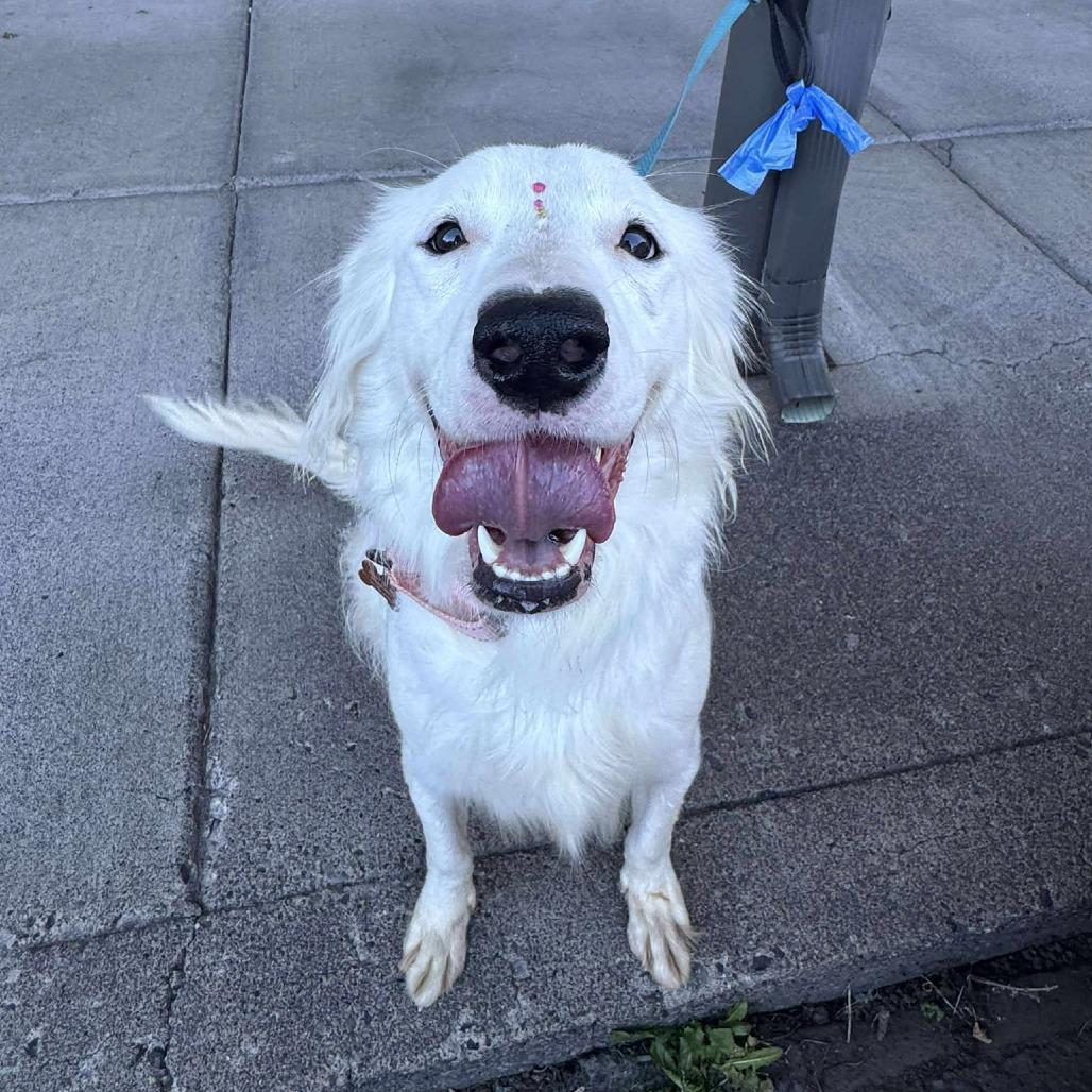 Nieves aka Nelly, a Adoptable mixed breed in Bend, OR image 5/6