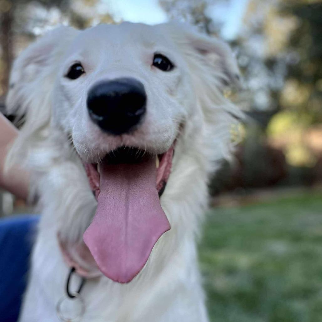 Nieves aka Nelly, a Adoptable mixed breed in Bend, OR image 6/6