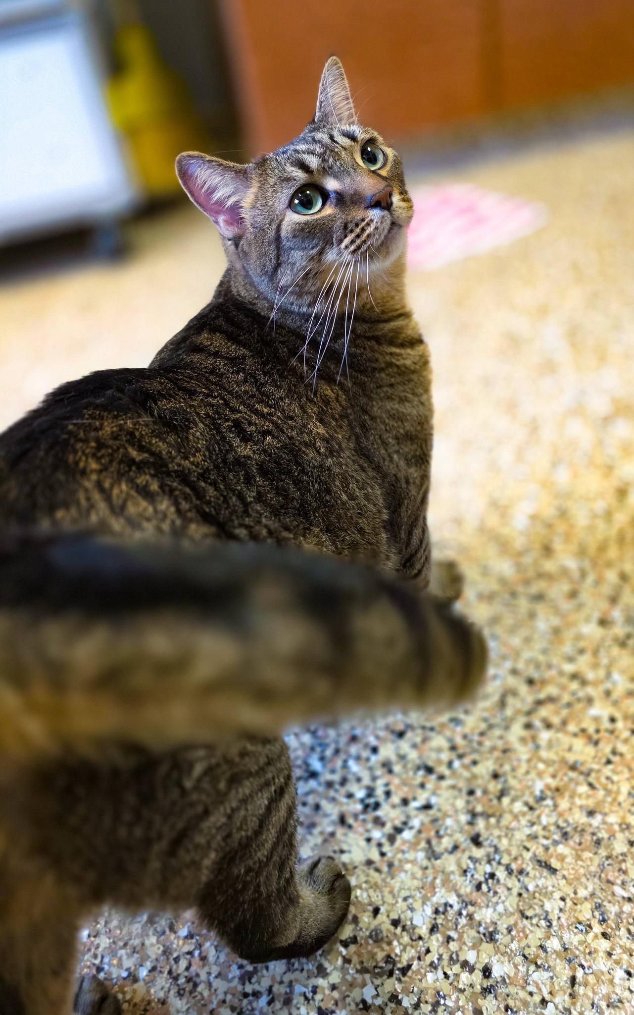 Chico, a ADOPTABLE Domestic Short Hair in Sterling Heights, MI image 2/6