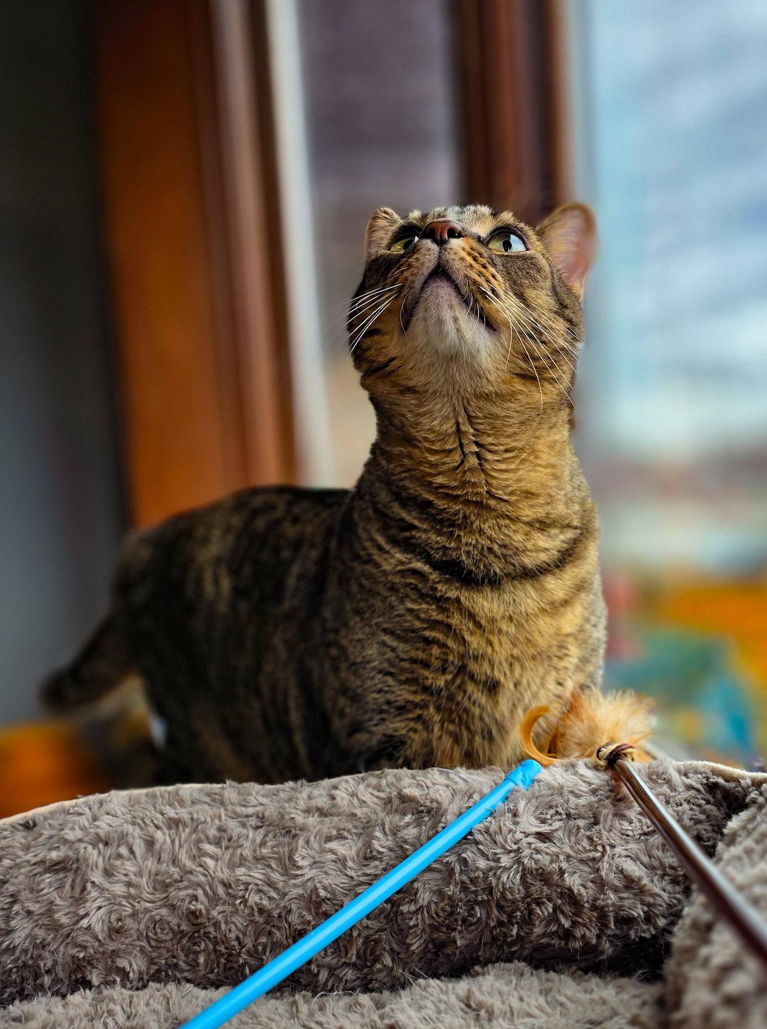 Chico, a ADOPTABLE Domestic Short Hair in Sterling Heights, MI image 3/6