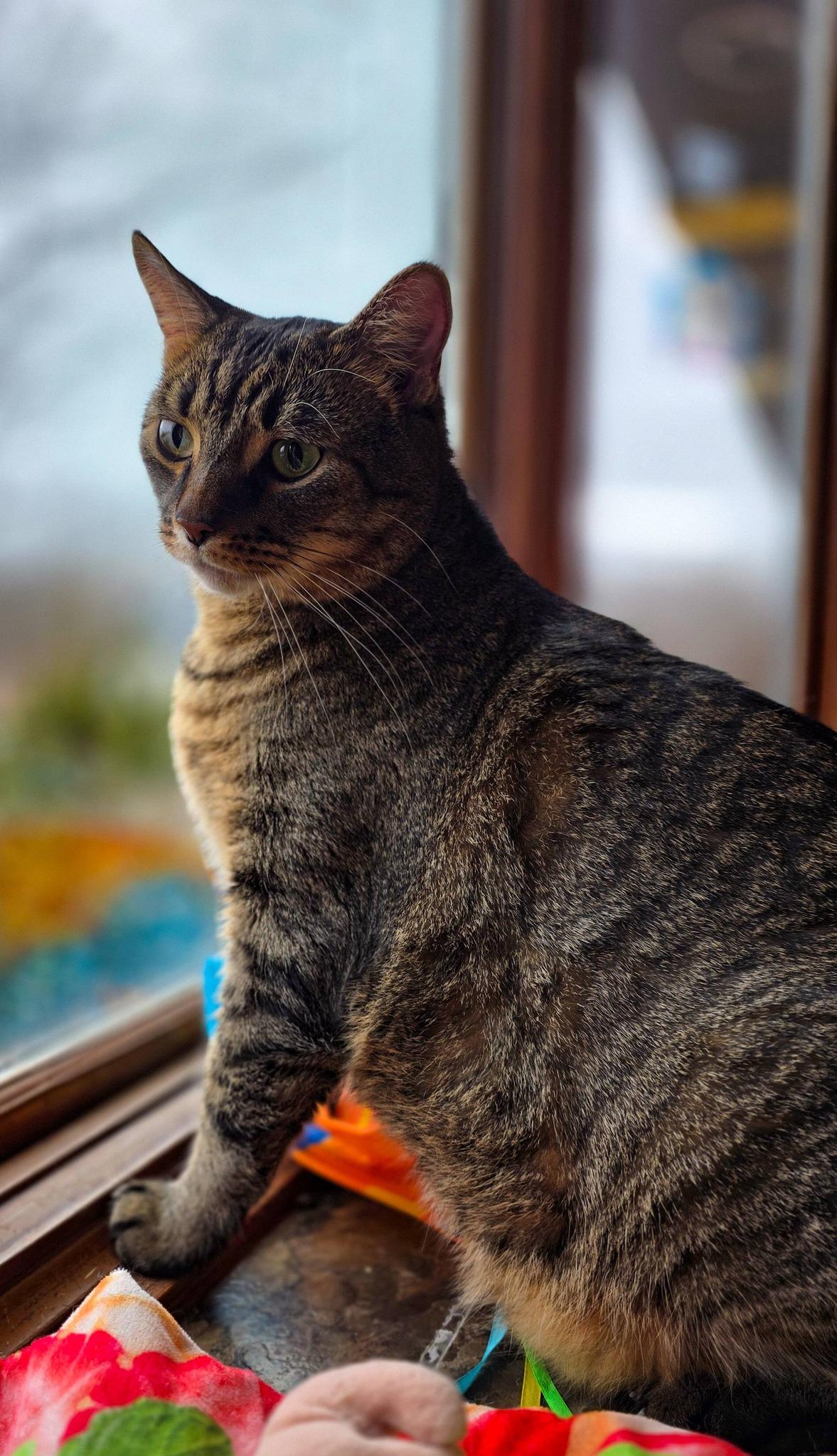 Chico, a ADOPTABLE Domestic Short Hair in Sterling Heights, MI image 5/6
