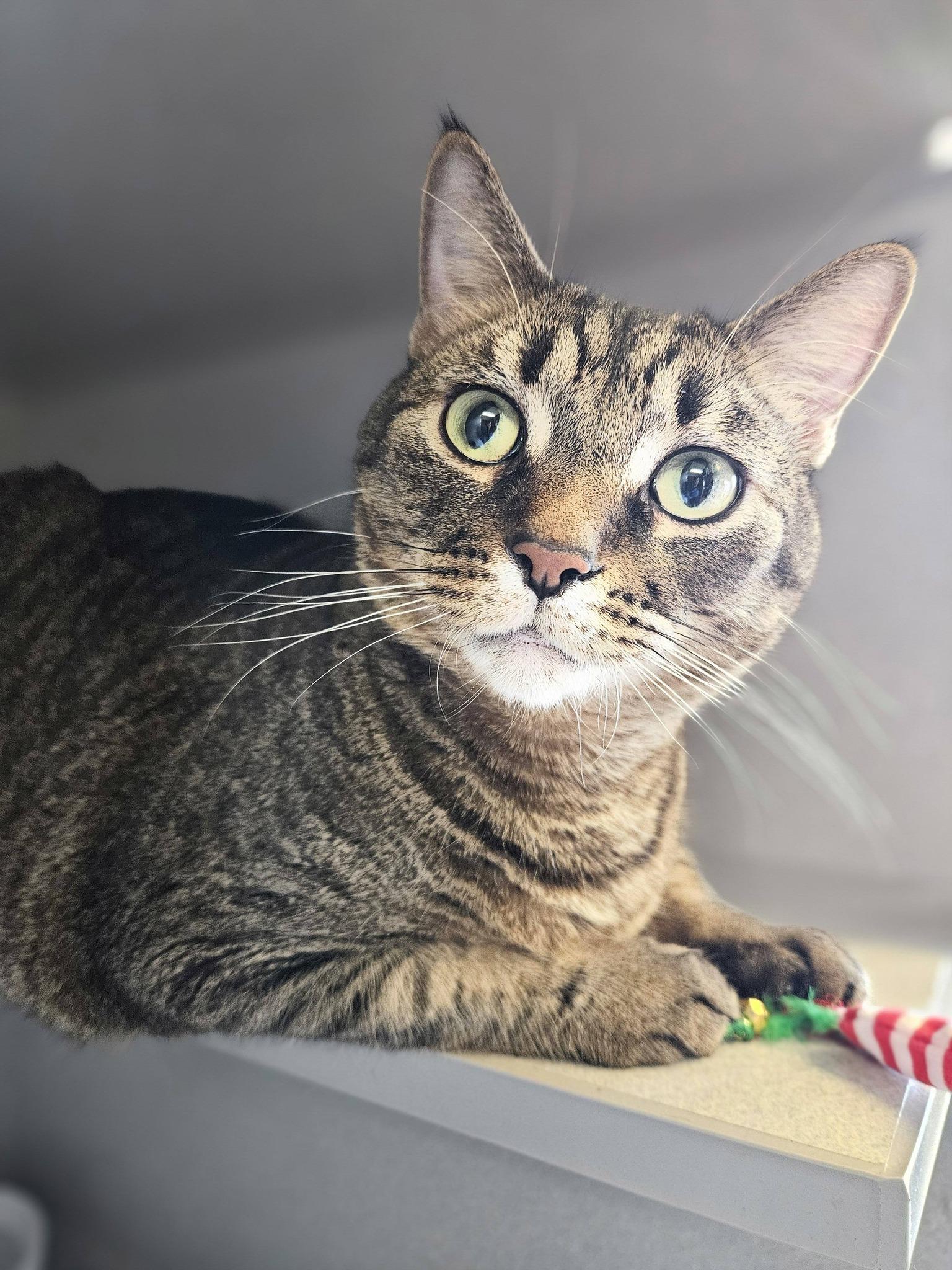 Chico, a ADOPTABLE Domestic Short Hair in Sterling Heights, MI image 4/6