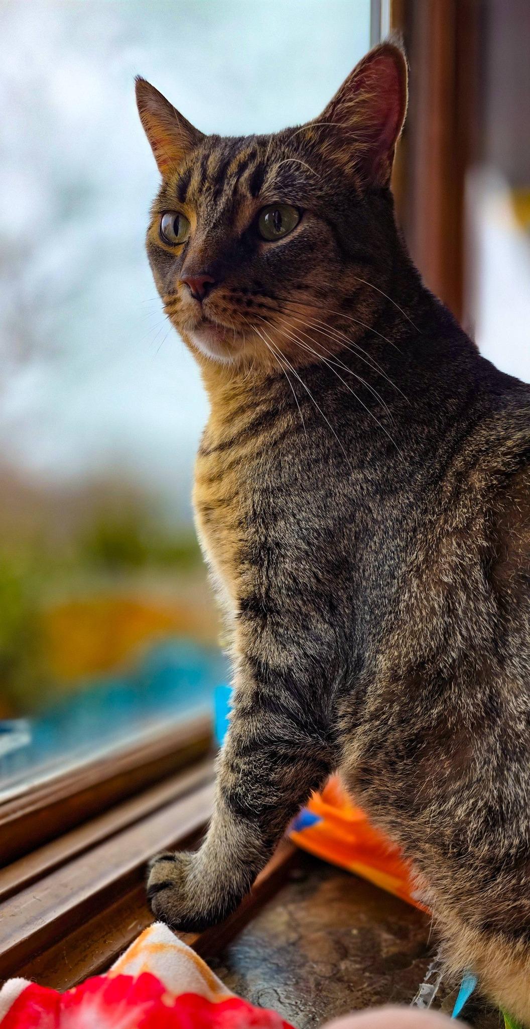 Chico, a ADOPTABLE Domestic Short Hair in Sterling Heights, MI image 6/6