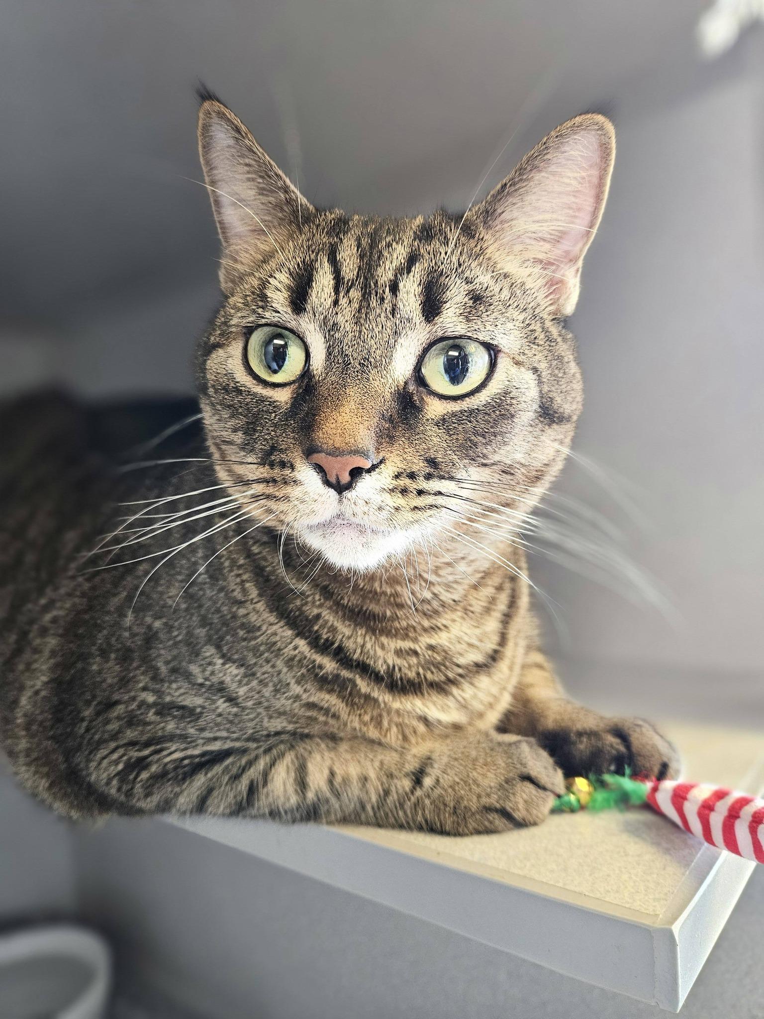Chico, a ADOPTABLE Domestic Short Hair in Sterling Heights, MI image 1/6