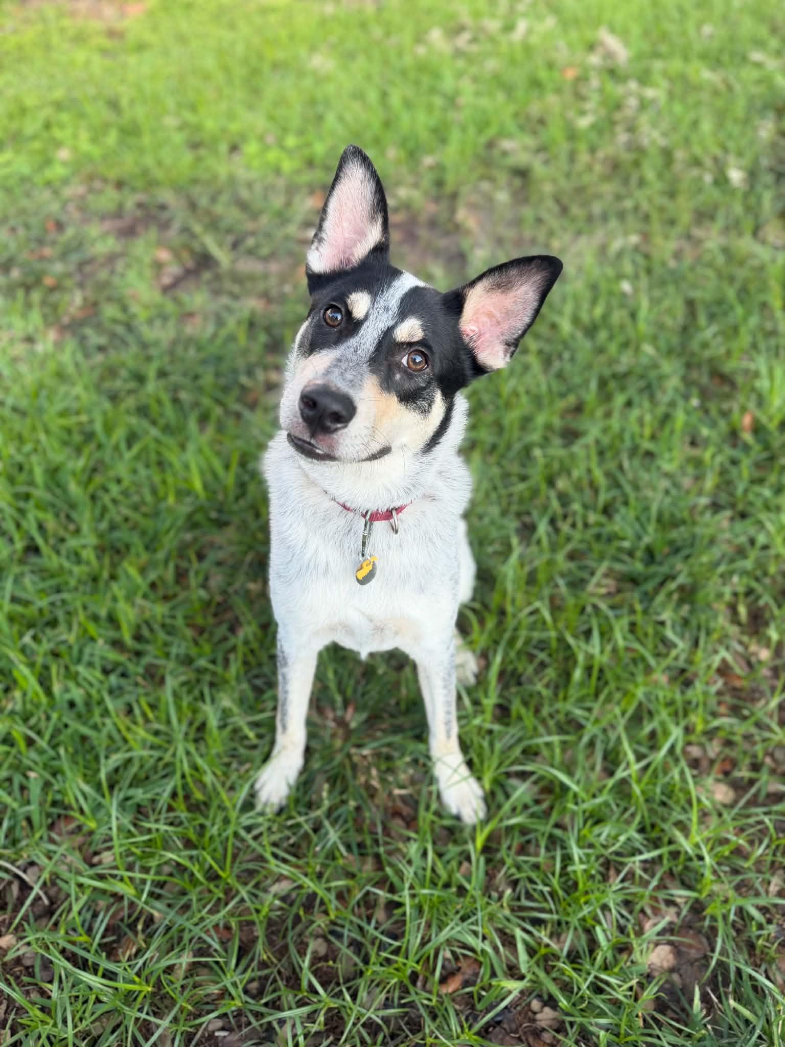 Enlarge Jack, a Adoptable mixed breed in Portland, OR image 2/6