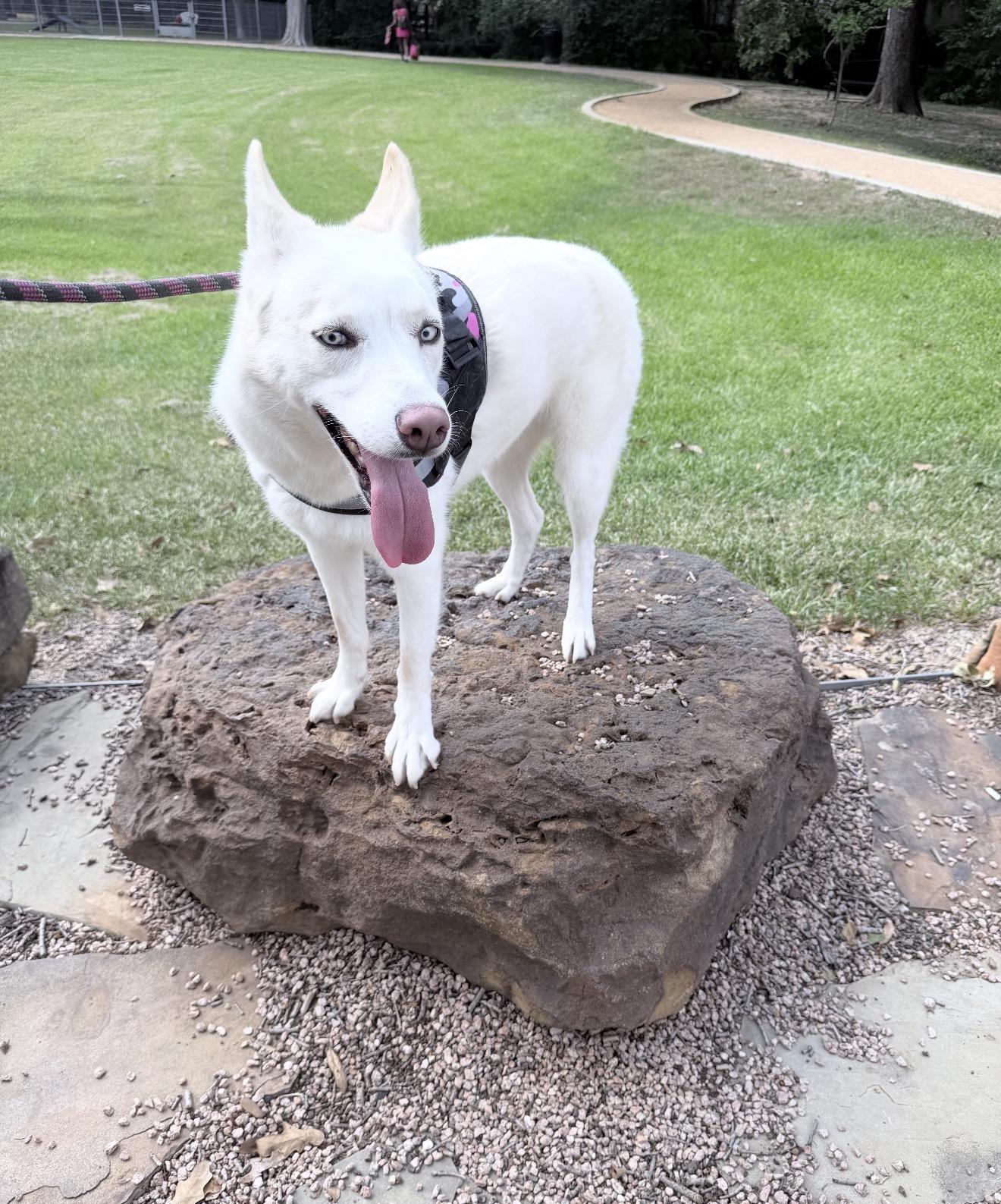 Enlarge Athena, a Adoptable mixed breed in Cedar Park, TX image 5/5