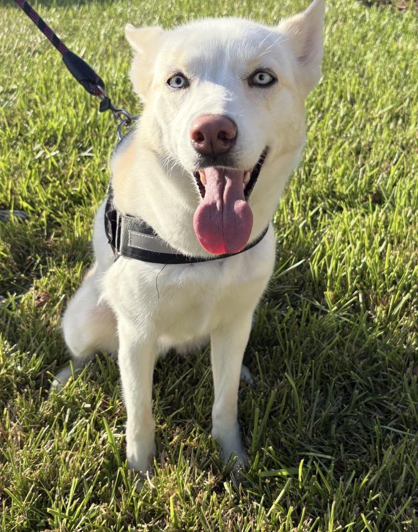 Athena, Adoptable, Adult Female Husky.