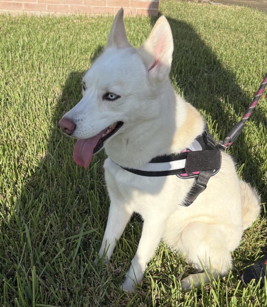 Enlarge Athena, a Adoptable mixed breed in Cedar Park, TX image 3/5