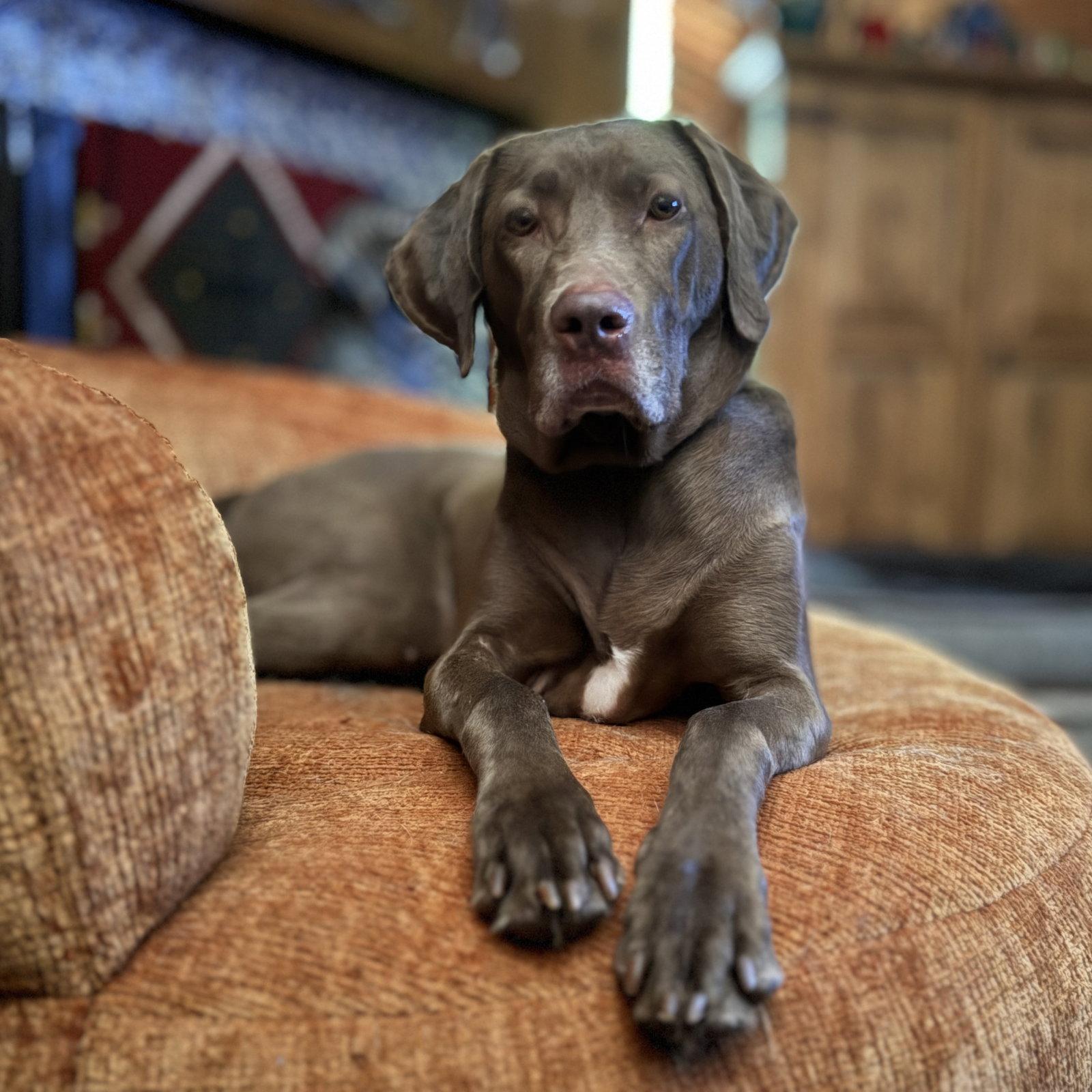Ella Mae Roo, Adoptable, Adult Female Labrador Retriever & Weimaraner.