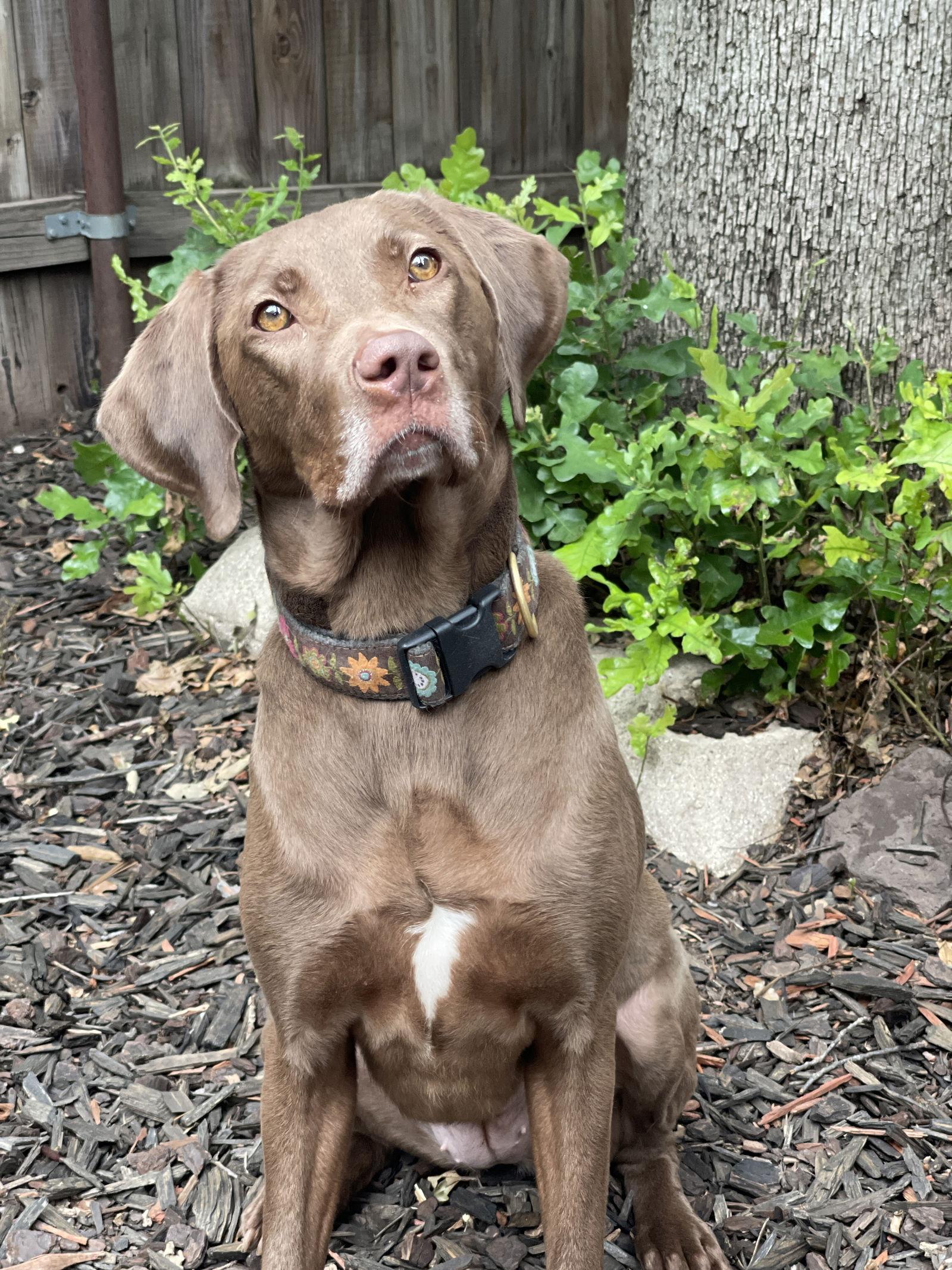 Ella Mae Roo, a Adoptable mixed breed in Denton, TX image 3/3