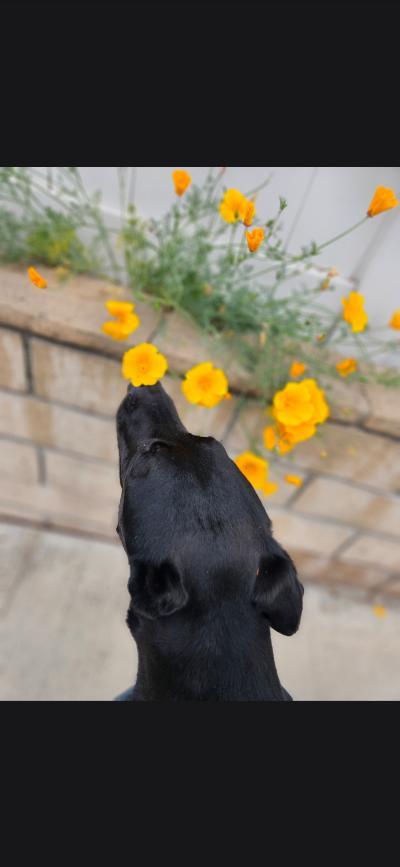 Uno-needs urgent placement, Adoptable, Adult Male Chocolate Labrador Retriever.