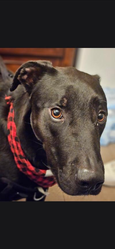 Enlarge Uno-needs urgent placement, a Adoptable mixed breed in Malibu, CA image 2/4