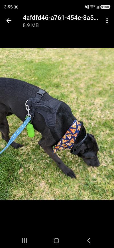 Enlarge Uno-needs urgent placement, a Adoptable mixed breed in Malibu, CA image 3/4