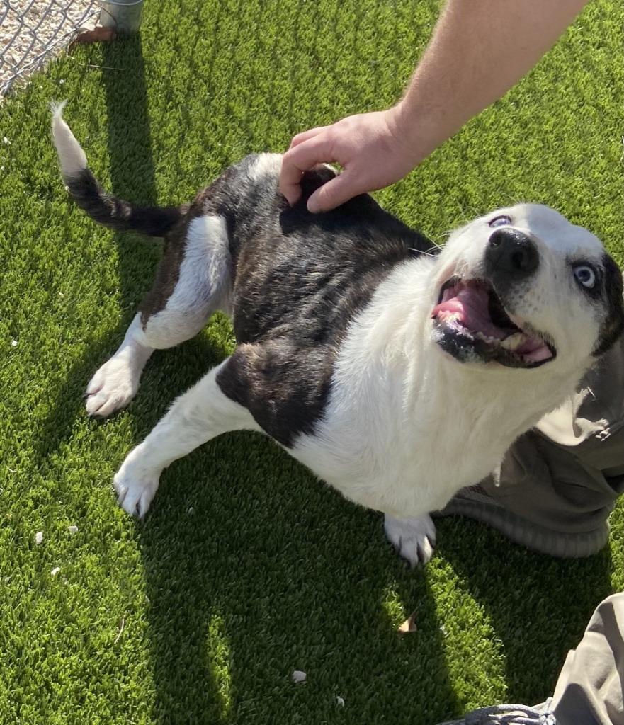 Enlarge Delilah, a ADOPTABLE Black and Tan Coonhound in Winnsboro, TX image 1/1