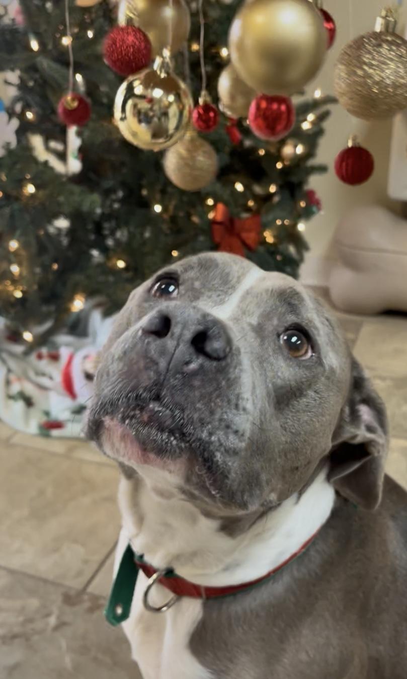 Enlarge Paisley , an adoptable mixed breed in Fairfax, VA image 2/4